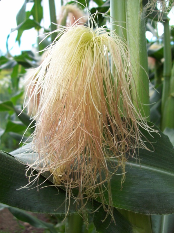 Corn.JPG