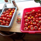 Tomatoes.JPG