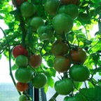 Tomatoes_1.JPG
